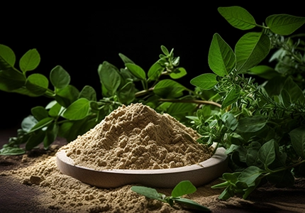  Bahçe kekiği Ekstrakt tozu (GardenThyme extract powder)