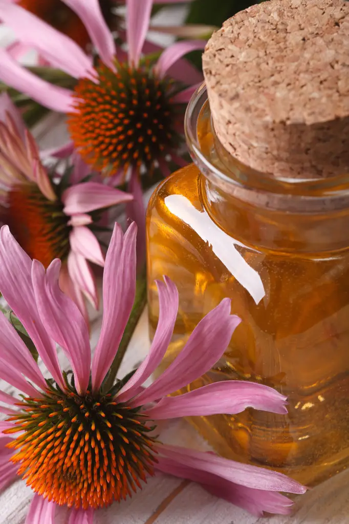  Ekinezya esans yağı(Echinacea essential oil)